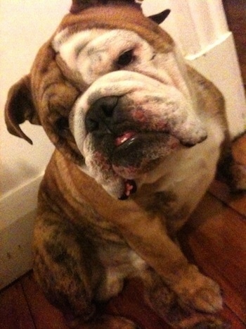Ringoo the British Bulldog sitting in front of a white wall with his head tilted to the left