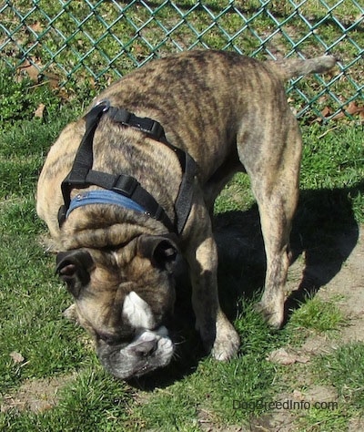 Diesel the English Bulldog sniffing the grass in front of a chain link fence