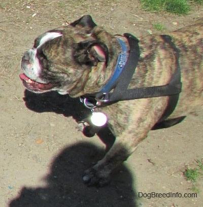 Diesel the English Bulldog walking down a dirt path with his mouth open