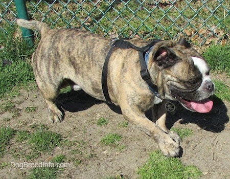 Diesel the English Bulldog wearing a black harness walking in front of a fence with its mouth open and tongue out.