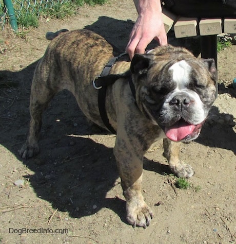 Diesel the English Bulldog standing on a dirt path with his mouth open and tongue out. A person is holding his harness while sitting on a bench and there is a chain link fence in the background