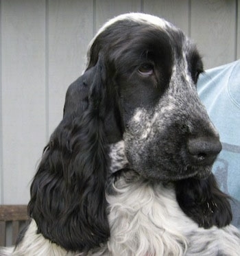 Kenny the black and white English Cocker Spaniel is in the arms of a person
