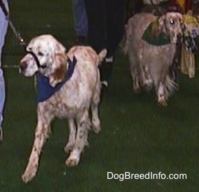 Two English Setters are being led across a show ring. The English Setter on the right has a gentle leader on.
