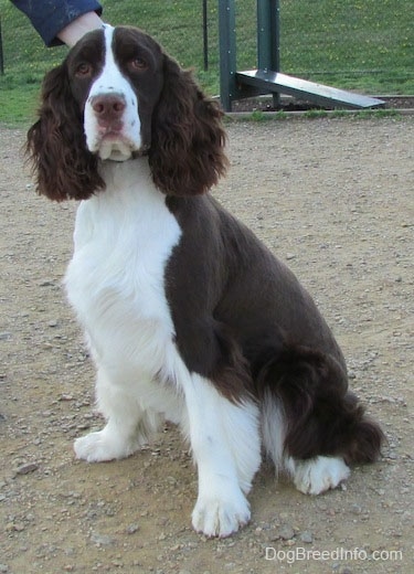 Becham the brown and white English Springer Spaniel is sitting outside in a park and looking forward. There is a person touching the back of Becham