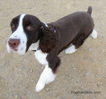 Becham the brown and white English Springer Spaniel is walking across a dirt path
