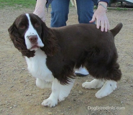 Becham the brown and white English Springer Spaniel is standing on a dirt patch. Bechams right front paw is in the air