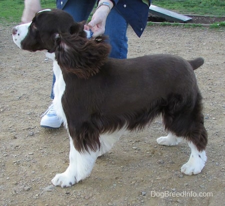Left Profile - Becham the brown and white English Springer Spaniel is standing in dirt. There is a person behind Becham helping him pose