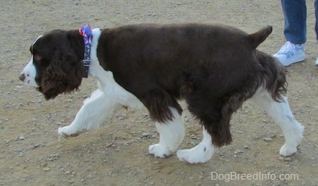 Becham the English Springer Spaniel is walking across dirt with its head down
