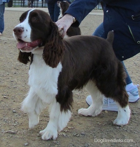 Becham the brown and white English Springer Spaniel is standing in dirt and a person is holding him back from moving. There is another Springer Spaniel in the background
