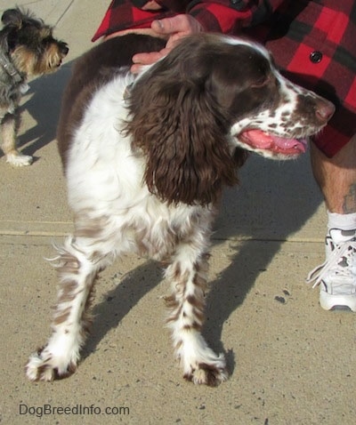 Nigel the English Springer Spaniel is standing on a concrete patio with a person in a red and black plaid shirt holding his collar. There is a tiny dog behind them.
