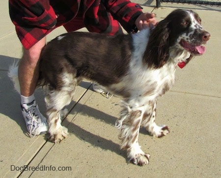 Nigel the brown and white ticked English Springer Spaniel is standing on a concrete patio. Nigels mouth is open and tongue is out. There is a person wearing a red and black plaid shirt behind him holding his collar