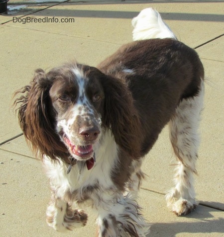 Nigel the brown and white ticked English Springer Spaniel is standing on a concrete patio. Its mouth is open and looking to the right