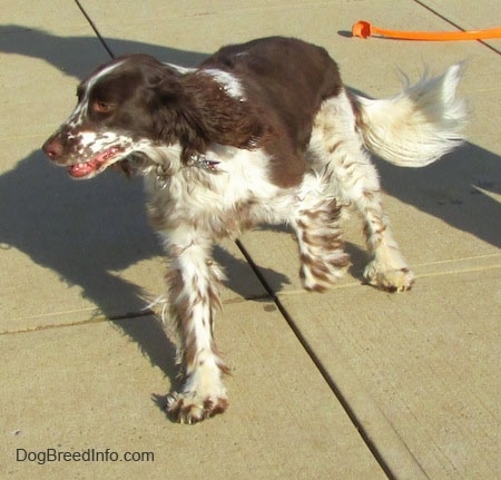 Nigel the brown and white ticked English Springer Spaniel is running across a concrete block. There is an orange tennis ball thrower behind him