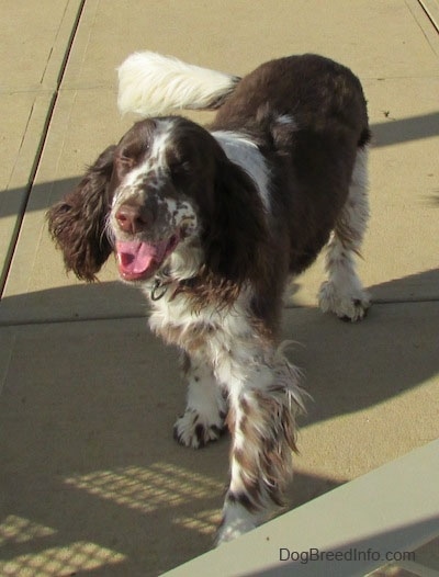 Nigel the brown and white English Springer Spaniel is walking towards a metal gate with his eyes closed, mouth open and tongue out.