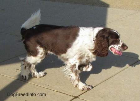 Nigel the brown and white ticked English Springer Spaniel is walking across a concrete recreational area