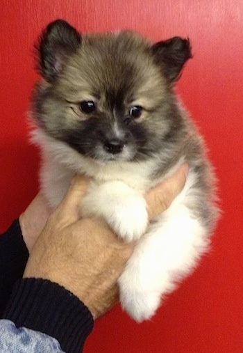 A tan, black and white Imo-Inu puppy is being held up in the air in front of a red wall