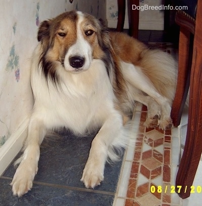 Front view - A brown, tan and white Scotch Collie is laying on a tiled floor against a wall. Next to it is a table and chairs. The dog is squinting one eye.
