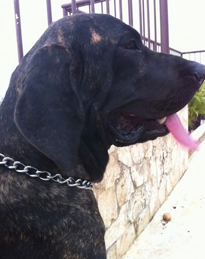 Fila Brasileiro Dog Breed Pictures, 1