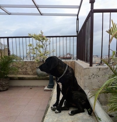 A black brindle with white Fila Brasileiro is sitting on a rooftop in front of a stone wall that has a wall of iron bars coming out of it and looking to the left. There is a view of a town in the distance.