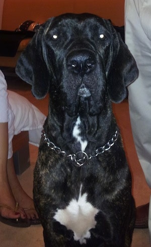 A black brindle with white Fila Brasileiro is sitting in a room with a person sitting and a person standing behind it.