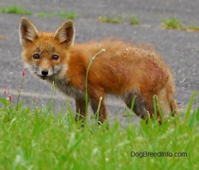 Fox pup standing on blacktop with grass in front of it