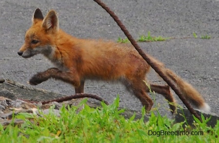 Fox pup running on blacktop