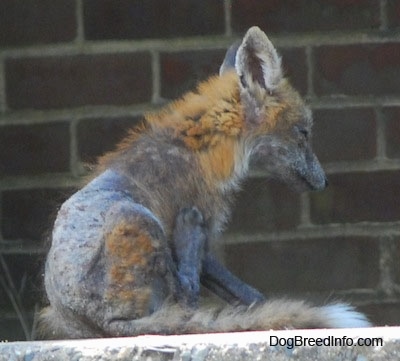Fox with a bad case of mange sitting on a stone wall