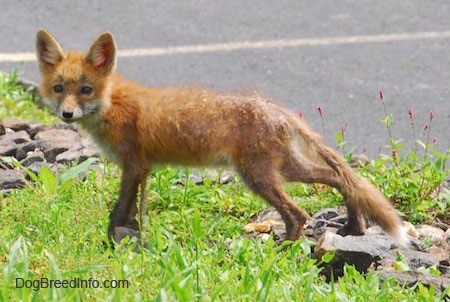 Fox pup standing on rocks in the middle of grass