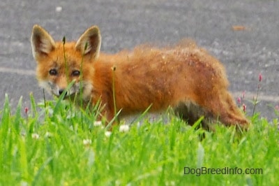 Fox pup kneeling on a blacktop in front of grass