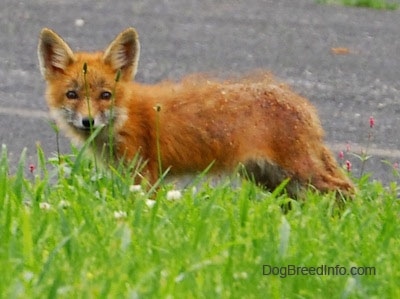 Fox pup with mange standing on blacktop with grass in front of it