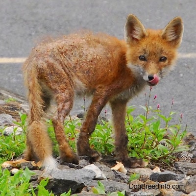 Fox pup with mange standing on rock licking its nose