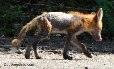 Fox with mange walking on gravel