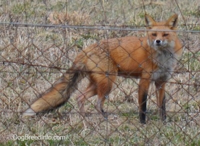 Fox standing on grass in front of a wire fence