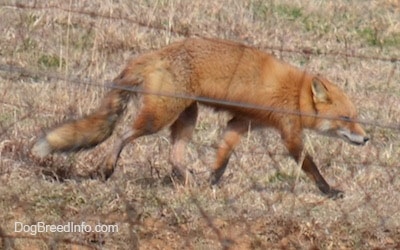 Through Wire Fence - Fox walking on grass