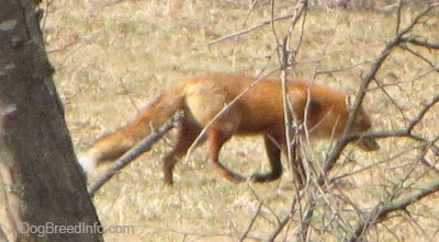 Through Trees- Fox walking around on grass