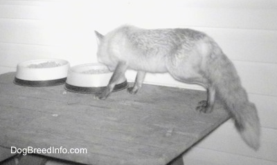 Fox caught on a deer cam eating cat food