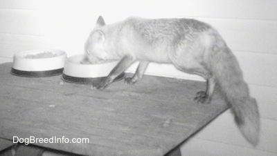 Fox on a wooden table eating food out of a bowl