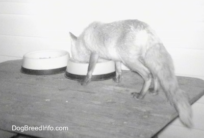 Fox on a wooden table eating food out of a bowl with a house behind it
