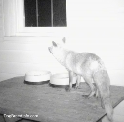 Fox on a wooden table looking into the distance