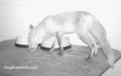Fox on a wooden table sniffing around the food bowls