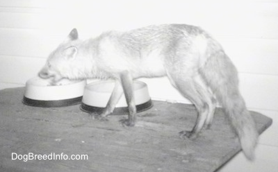 Fox on a wooden table with its mouth open