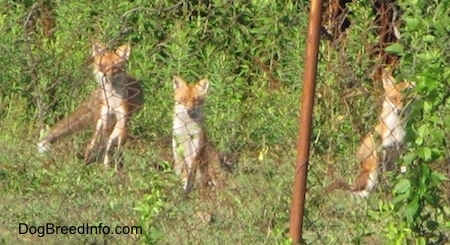A pack of three fox sitting behind a chain link fence waiting