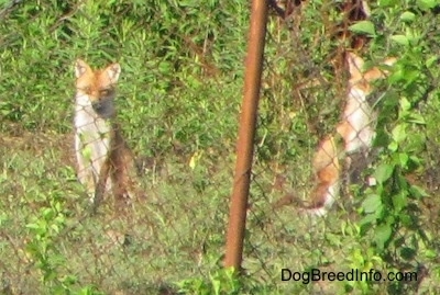 Two fox sitting behind a chain link fence