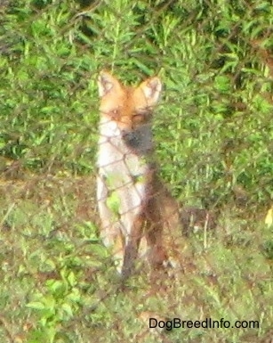 Fox sitting behind a chain link fence