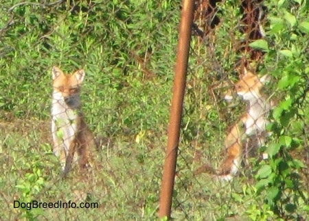 Two fox sitting behind a chain link fence and one is looking into the distance