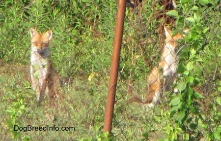 Two fox sitting in grass behind a chain link fence