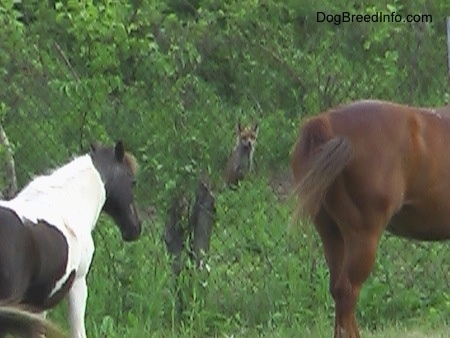 Fox in the woods behind a chain link fence looking at two horses in the foreground