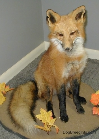 Taxidermied fox in an office