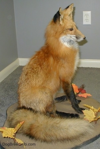Right Profile - Taxidermied fox in an office