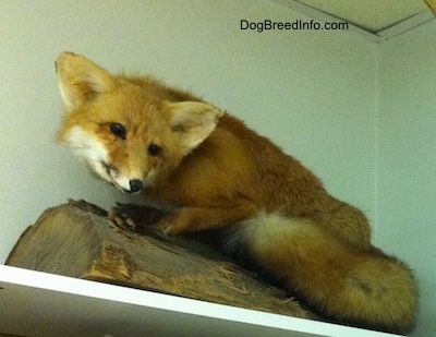 Taxidermied Fox placed in the corner of an office on a shelf